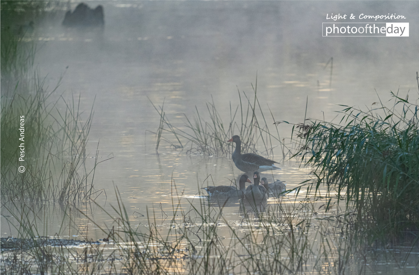 Geese in the Morning Dust by Pesch Andreas