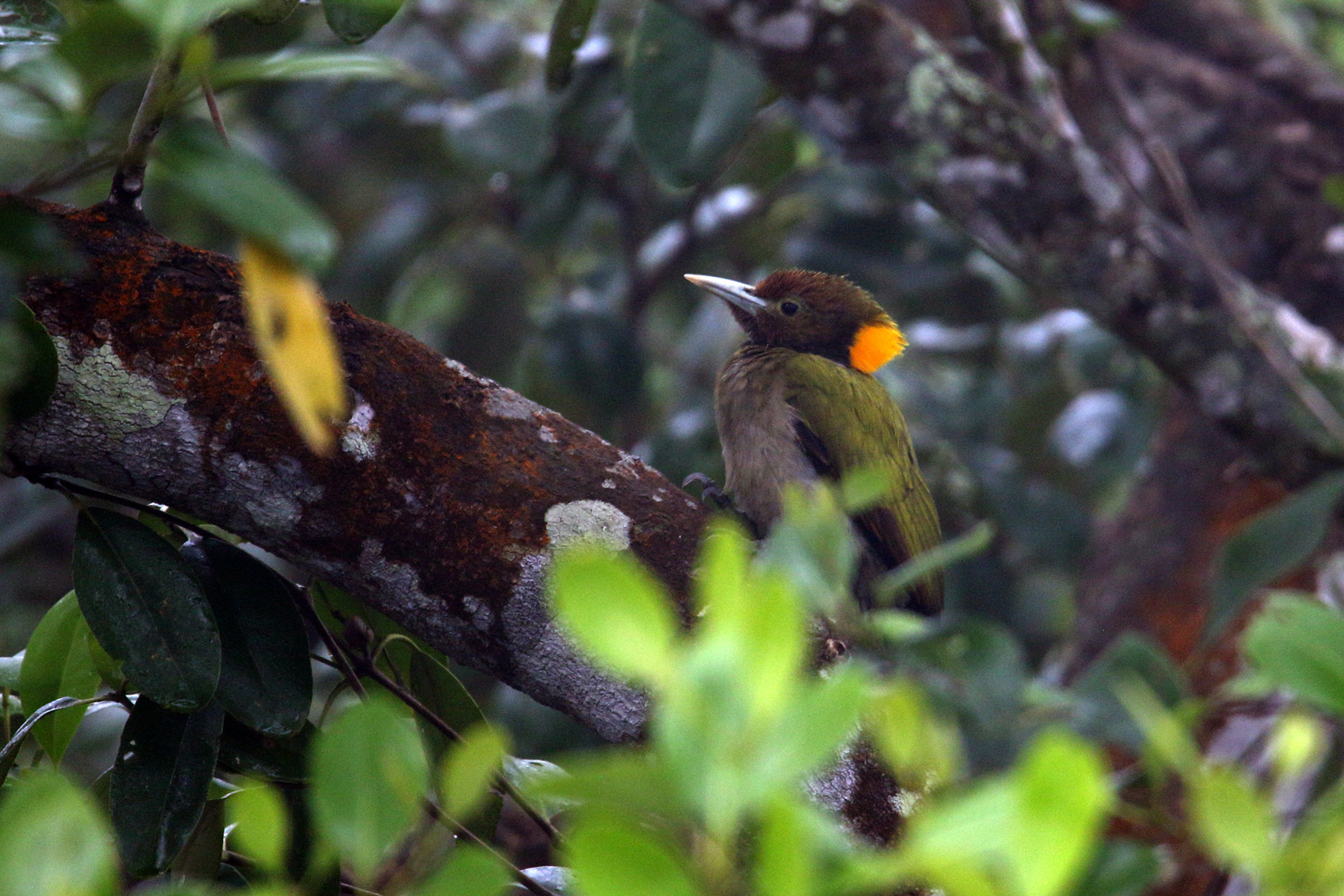 Greater Yellownape Concealed Among Sundari Leaves by Saniar Rahman Rahul