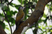 Greater Yellownape's Elegant Perch by Saniar Rahman Rahul