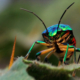 Green Jewel Bug by Shahnaz Parvin