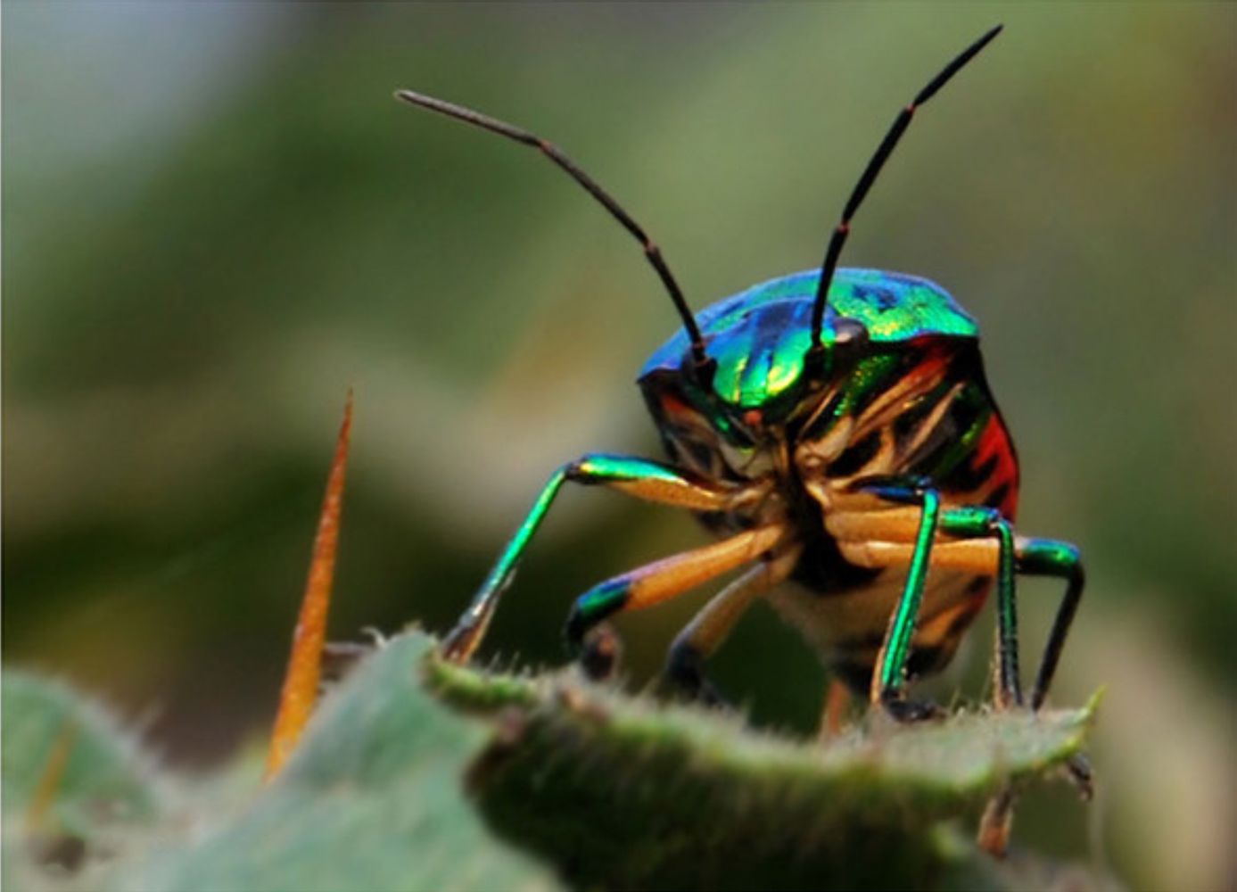 Green Jewel Bug by Shahnaz Parvin