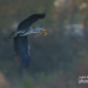 Grey Heron by Pesch Andreas