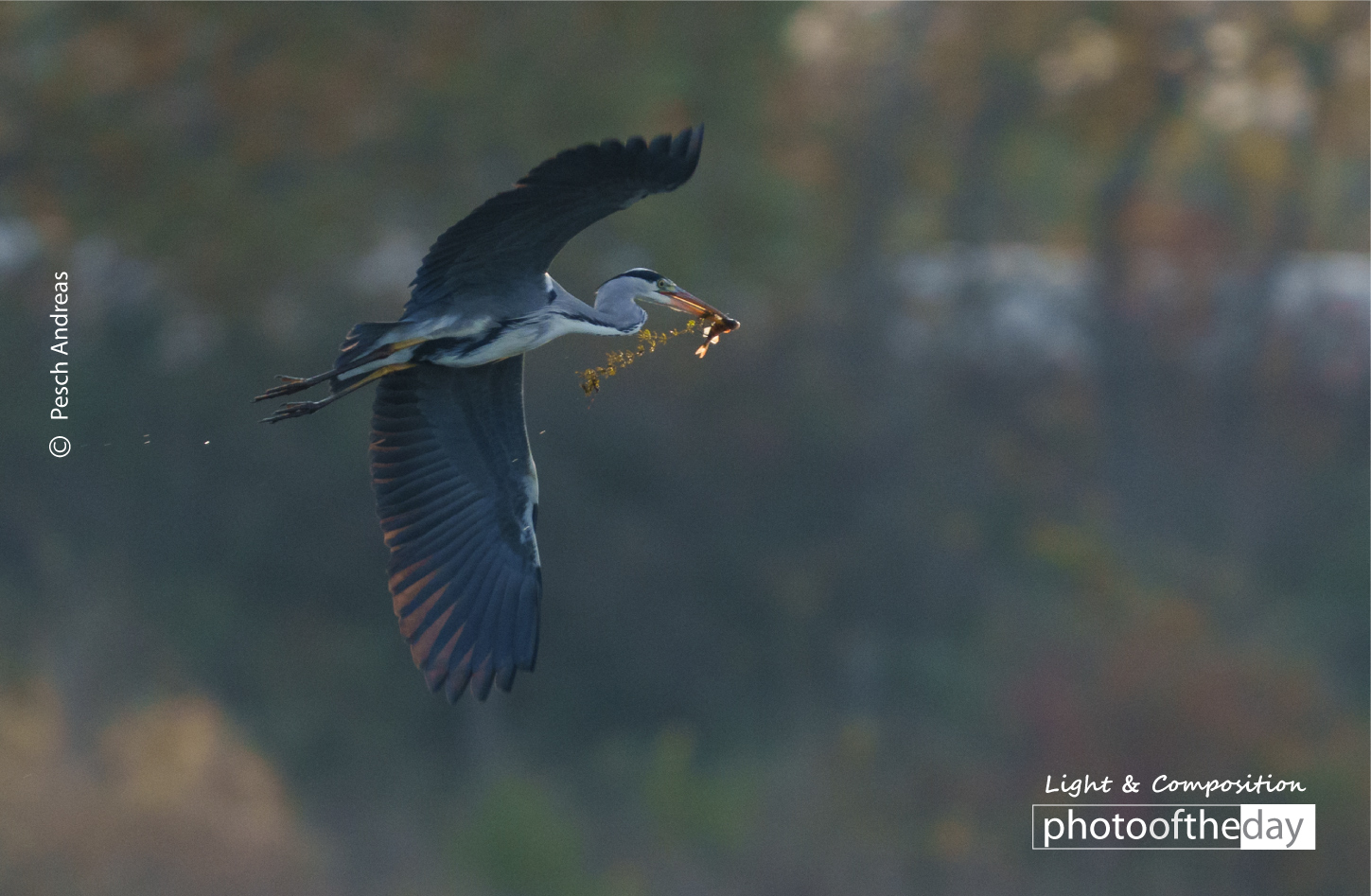 Grey Heron by Pesch Andreas