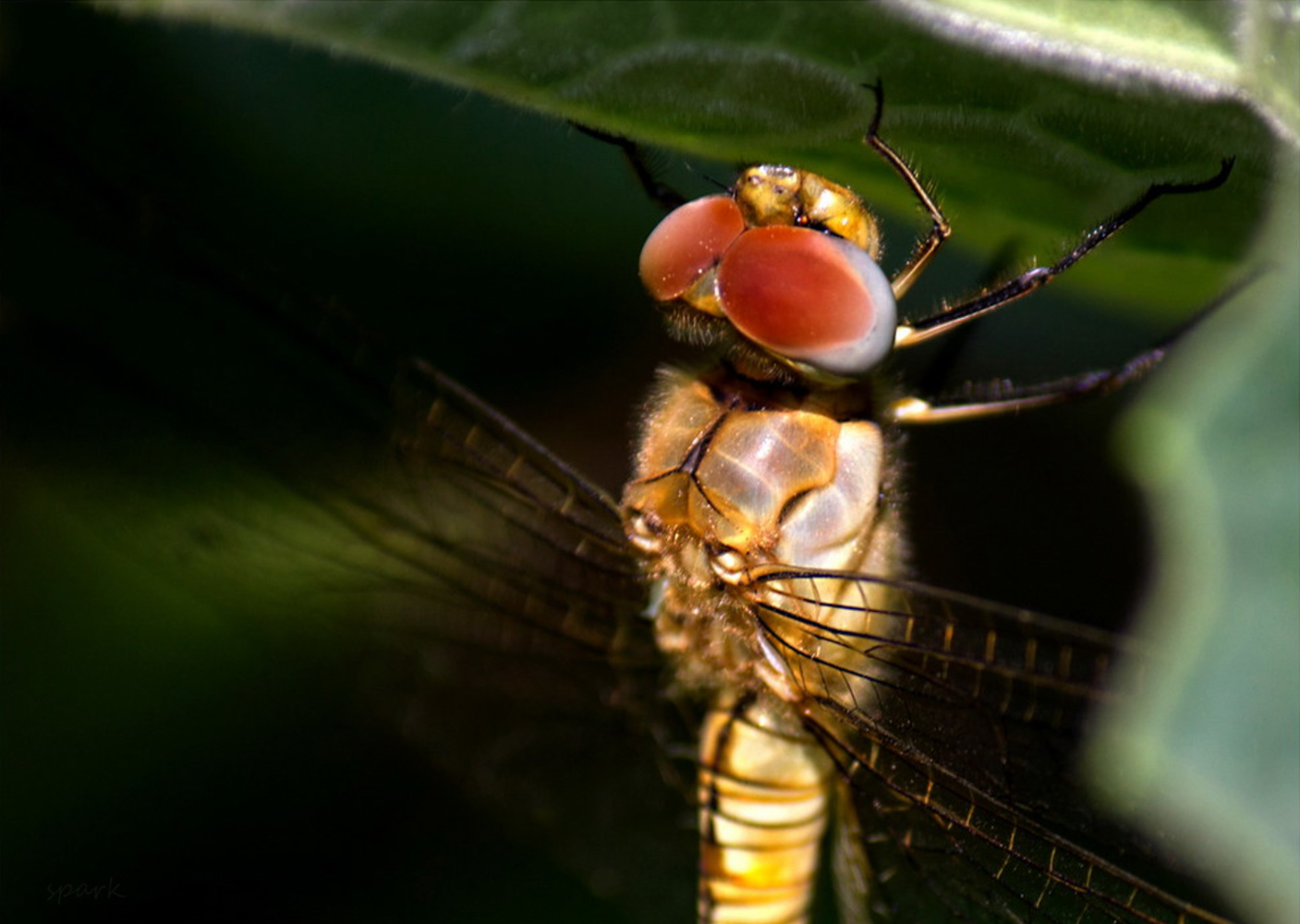 Just Another Dragonfly by Shahnaz Parvin