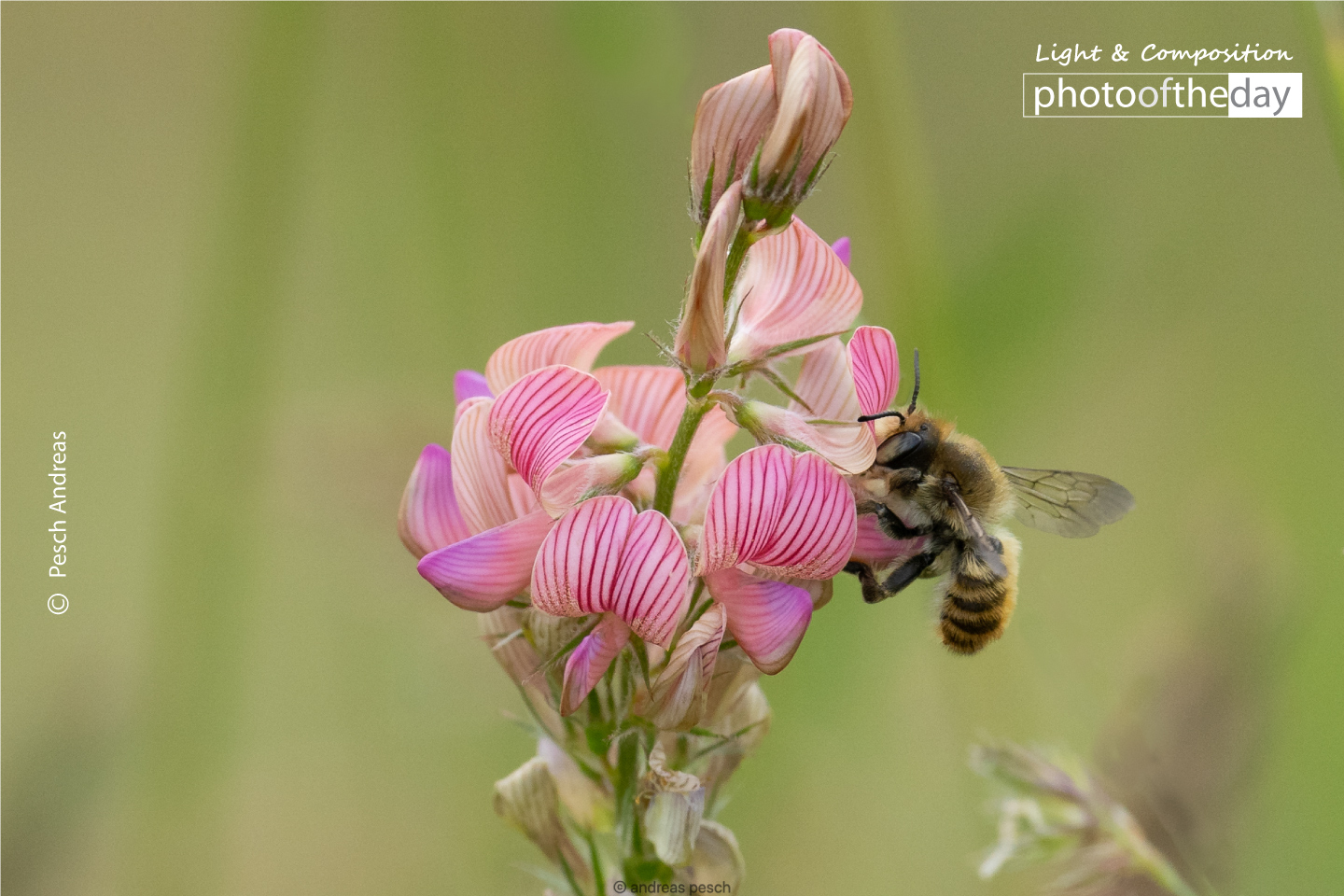 A Leafcutter Bee on Sainfoin by Pesch Andreas