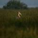 Lesser Adjutant in the Sundarbans by Saniar Rahman Rahul