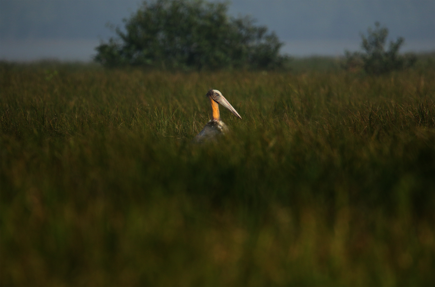 Lesser Adjutant in the Sundarbans by Saniar Rahman Rahul