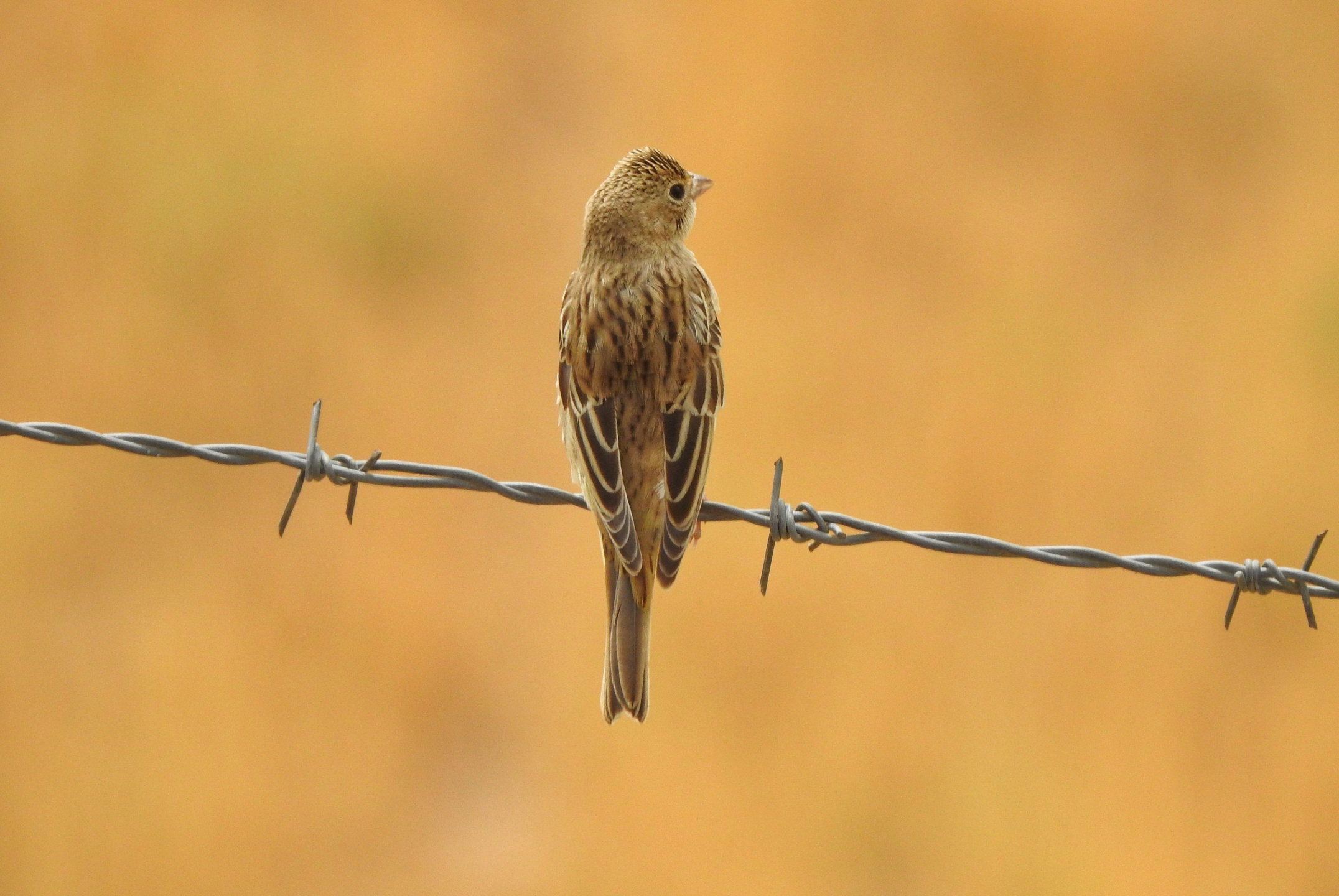 Little Bird by Sarvenaz Saadat