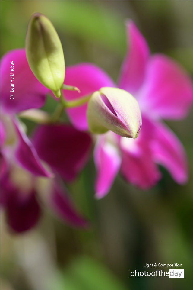 Magenta Orchid by Leanne Lindsay