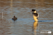 Mergansers Are Back on Lake by Pesch Andreas