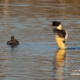 Mergansers Are Back on Lake by Pesch Andreas