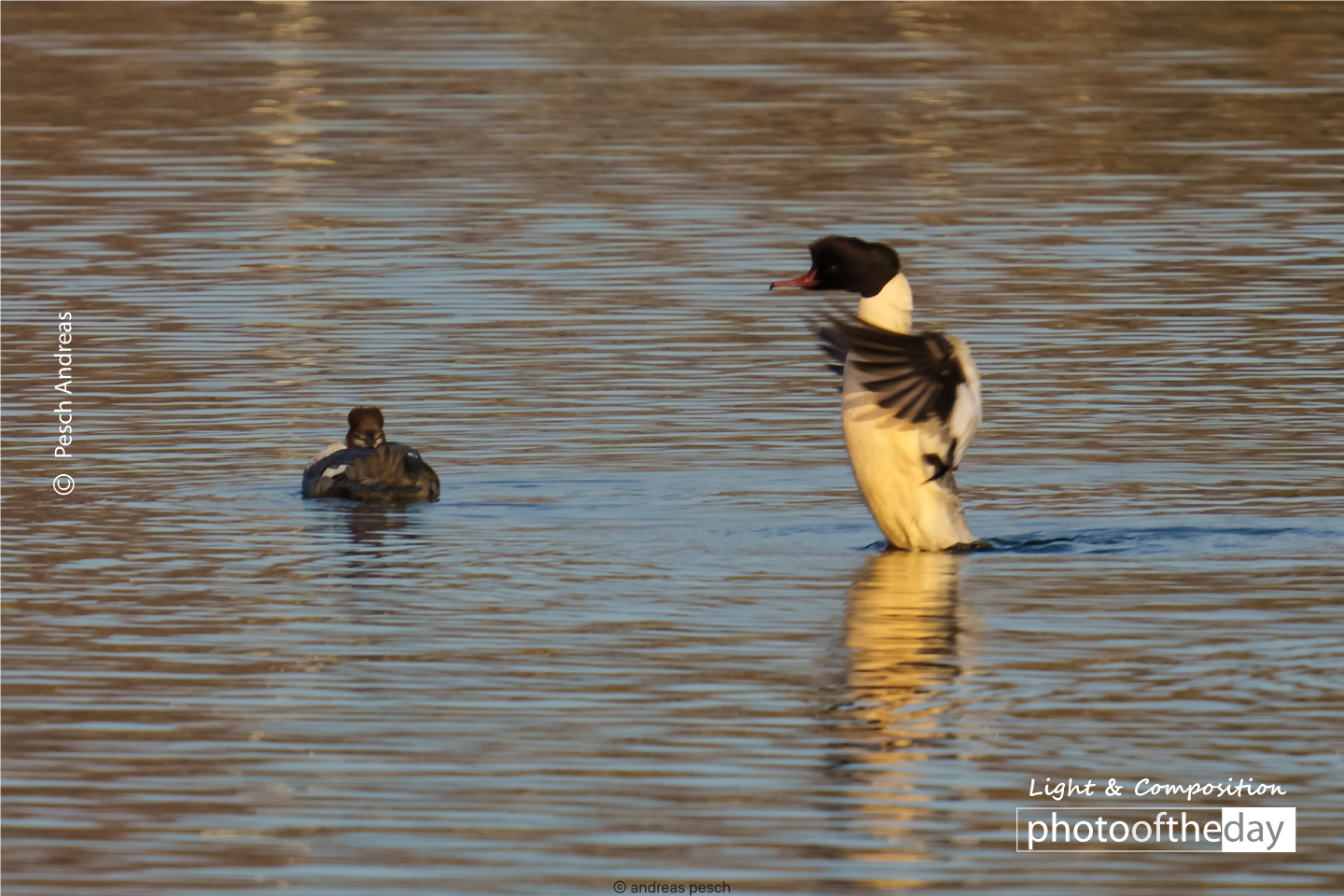 Mergansers Are Back on Lake by Pesch Andreas