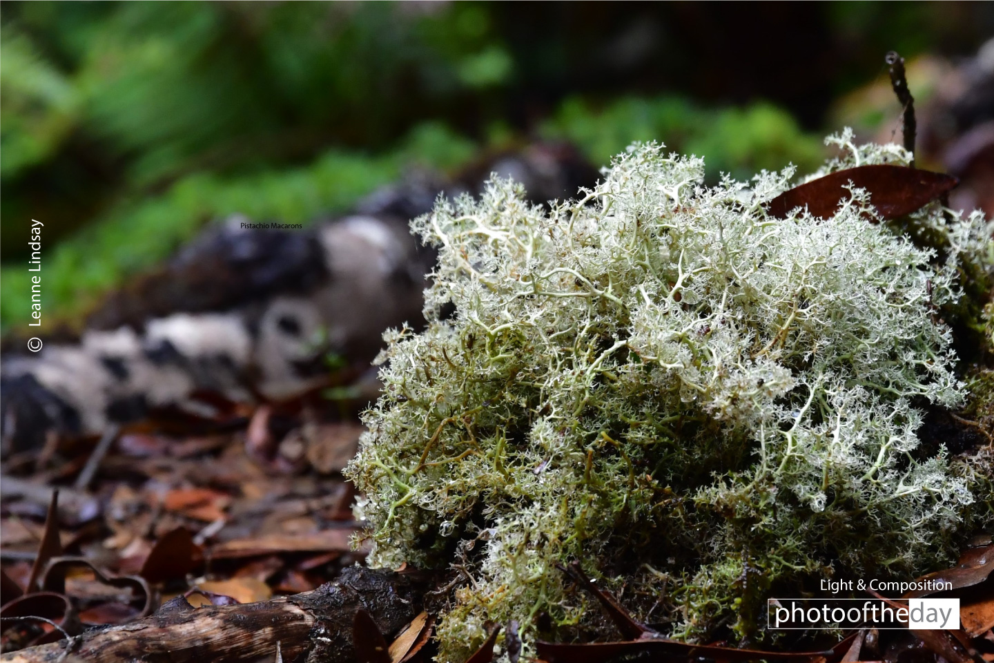 Native Lichen by Leanne Lindsay