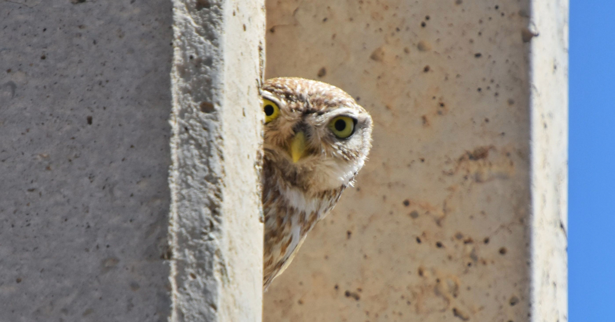 Peekaboo by Sarvenaz Saadat