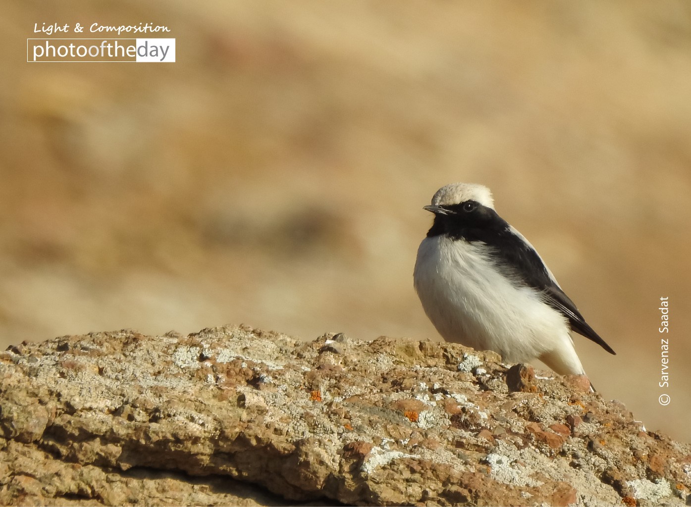 The Little bird by Sarvenaz Saadat