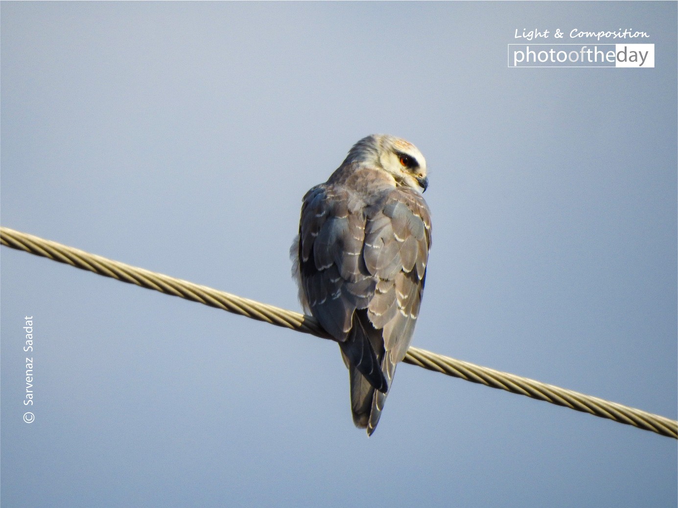 Charming Bird by Sarvenaz Saadat