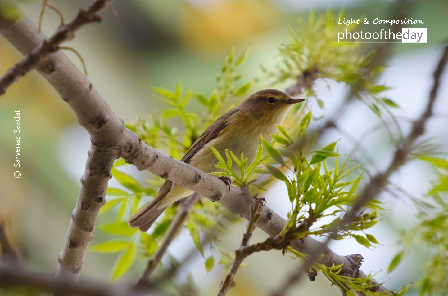 A Brave Bird by Sarvenaz Saadat