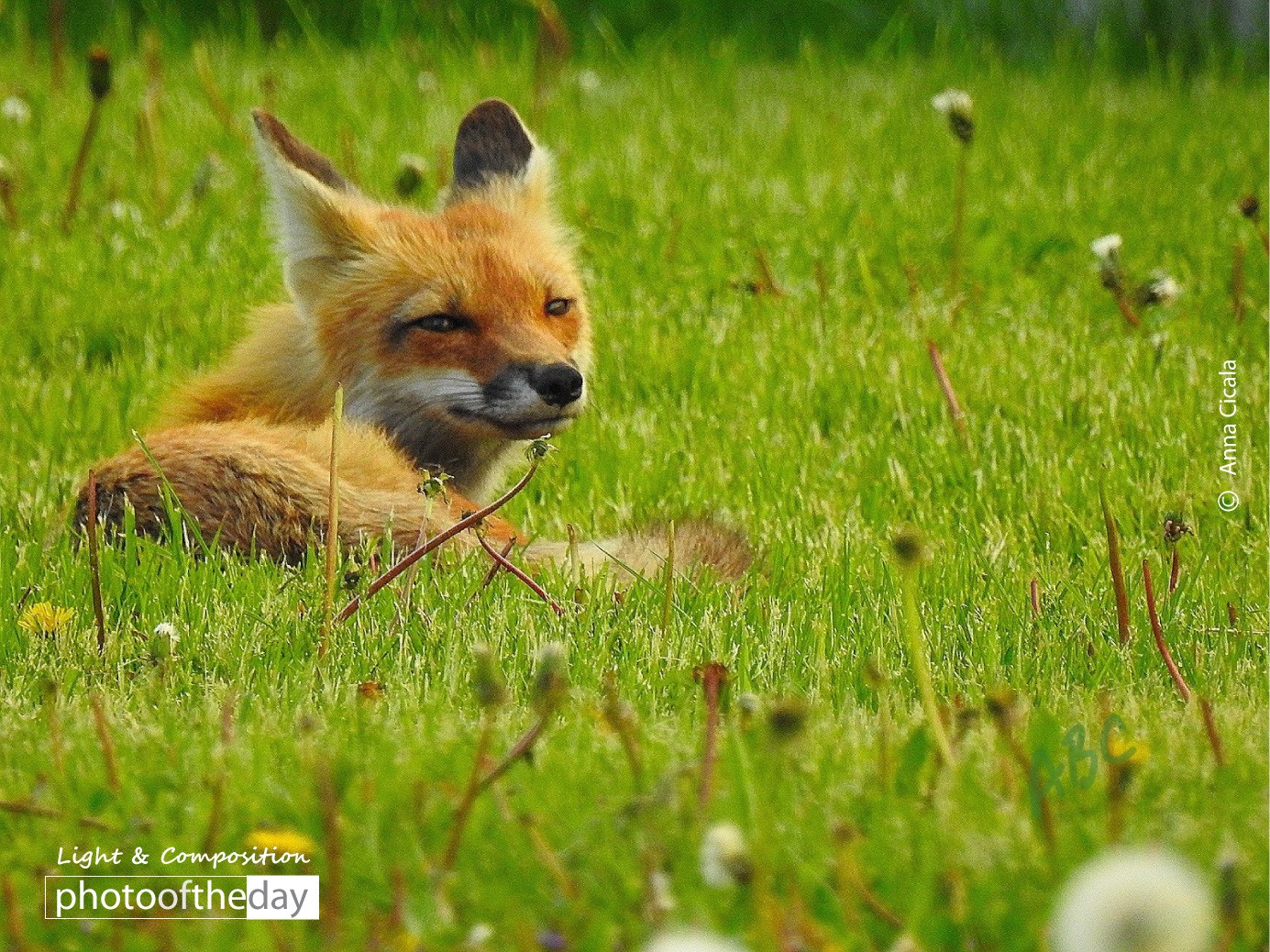 Foxy Lady by Anna Cicala