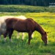 Outdoor Mustangs of Leadville by Zara Otaifah