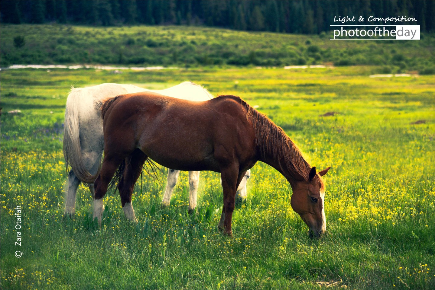 Outdoor Mustangs of Leadville by Zara Otaifah