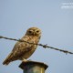 Injured Owl by Sarvenaz Saadat