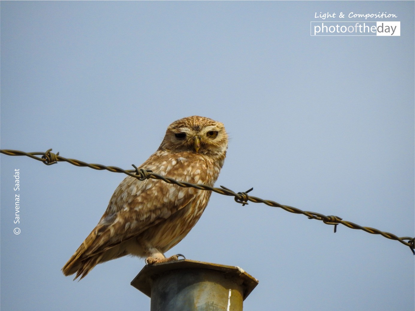 Injured Owl by Sarvenaz Saadat