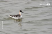 Active Bird by Sarvenaz Saadat