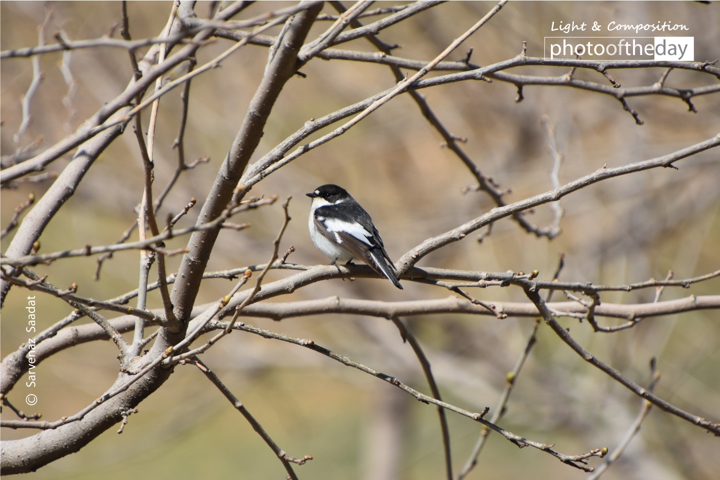 Black & White Sweety by Sarvenaz Saadat