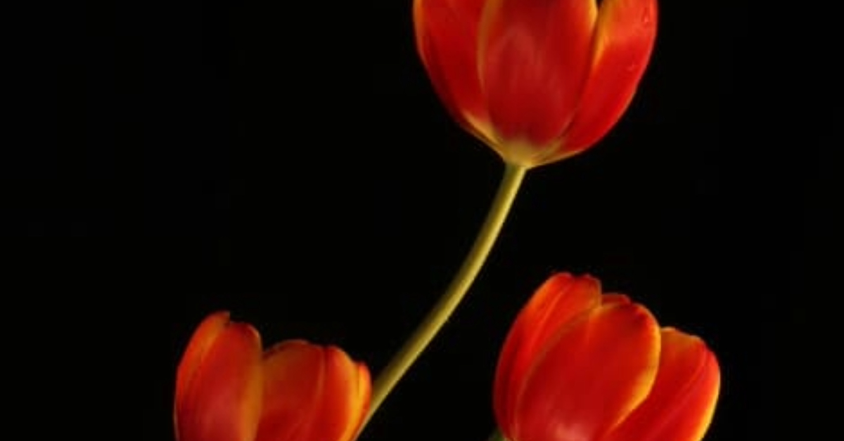 Tulips by Ana Sylvia Encinas