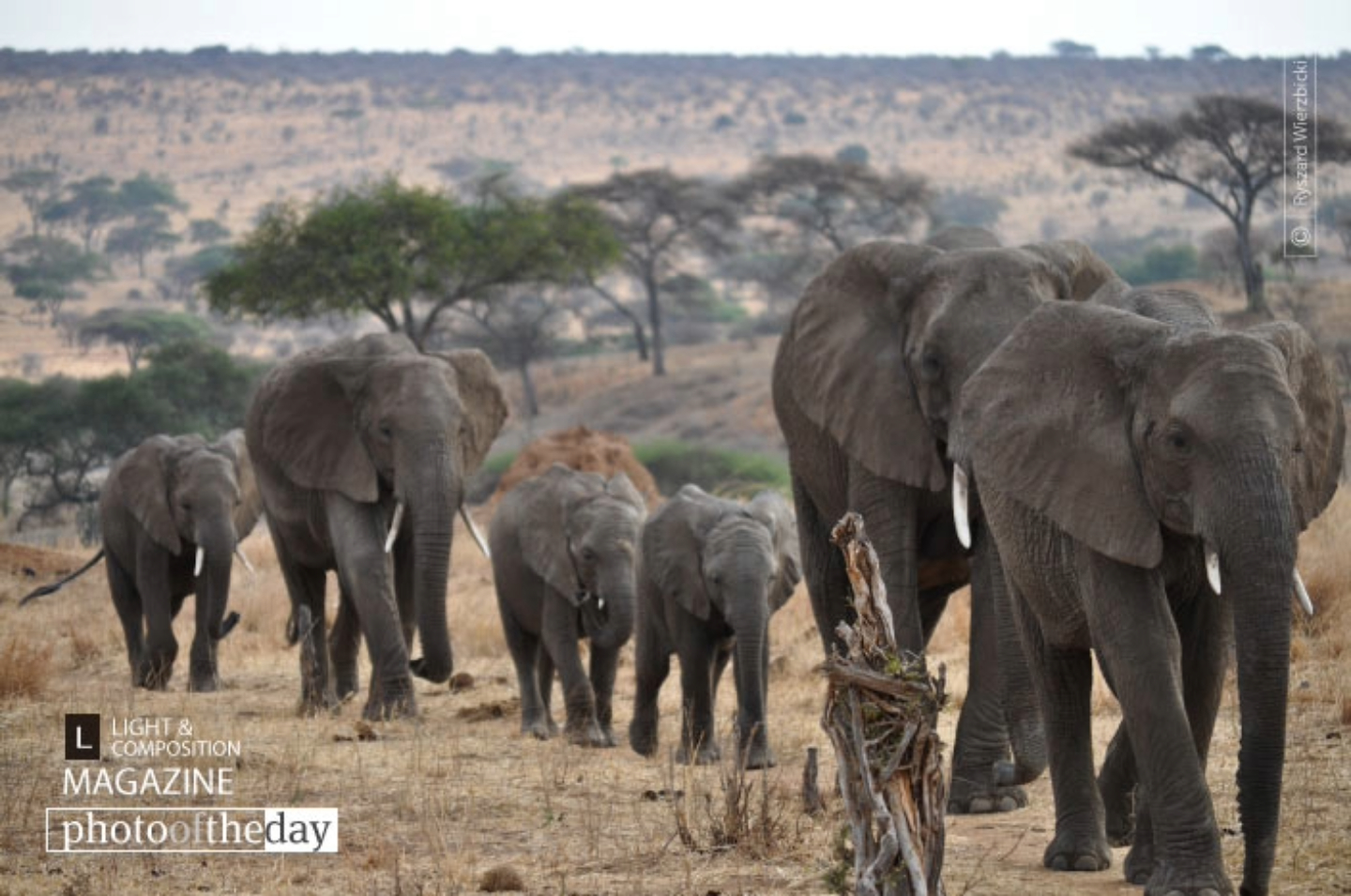 Elephants Walk by Ryszard Wierzbicki