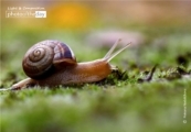 A Snail on My Way by Petrana Nedelcheva