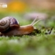 A Snail on My Way by Petrana Nedelcheva