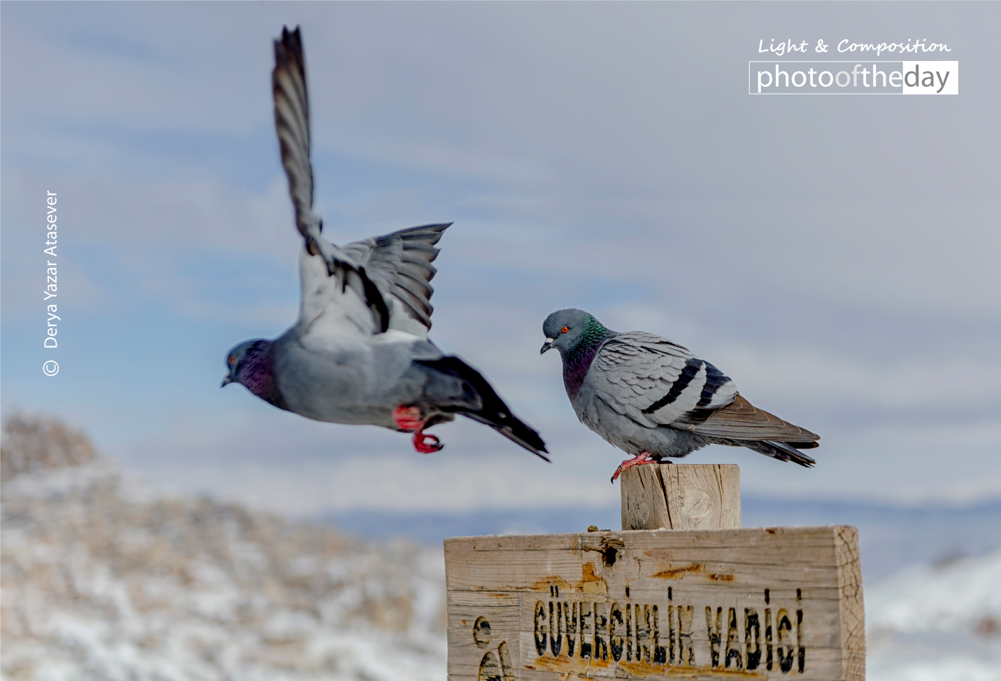 Pigeon Valley by Derya Yazar Atasever