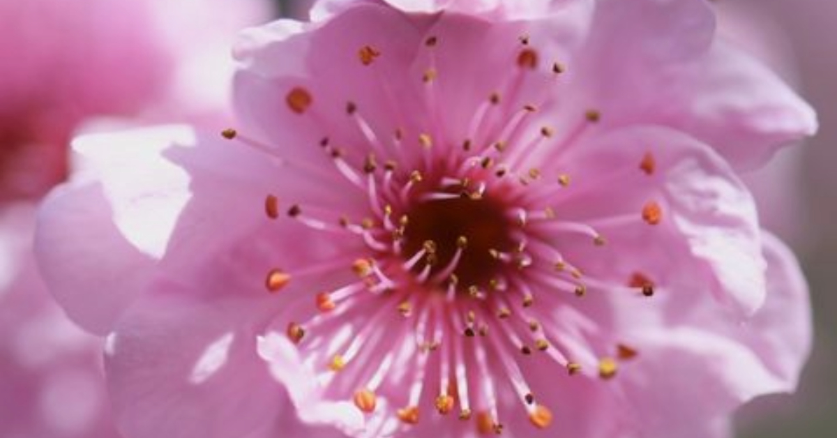 Pink Cherry Blossom by Leanne Lindsay