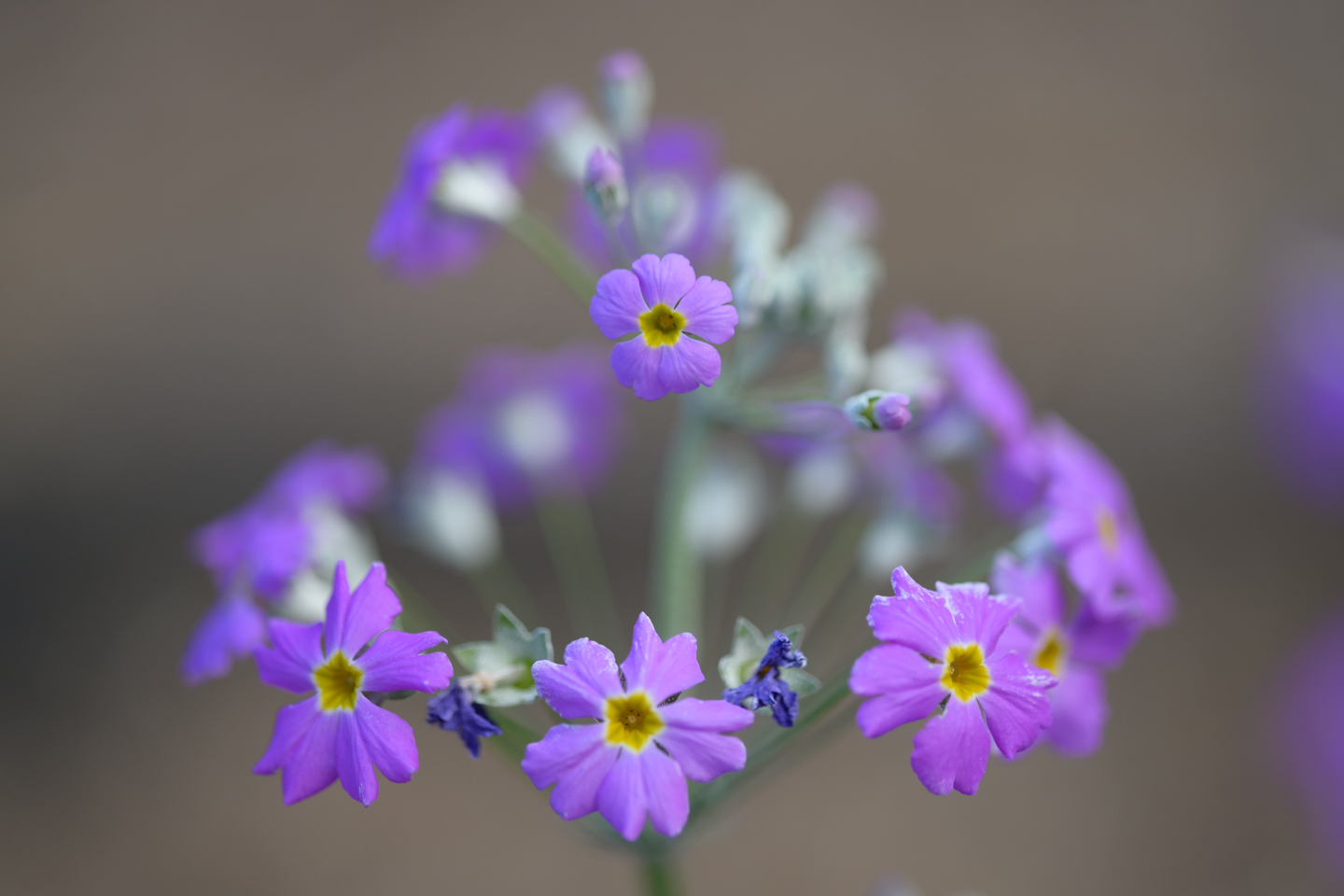 Purple Flowers by Leanne Lindsay