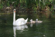 Family of Swans by Giulia Avona