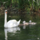 Family of Swans by Giulia Avona