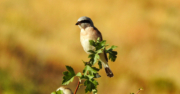 Red-Backed Shrike by Sarvenaz Saadat