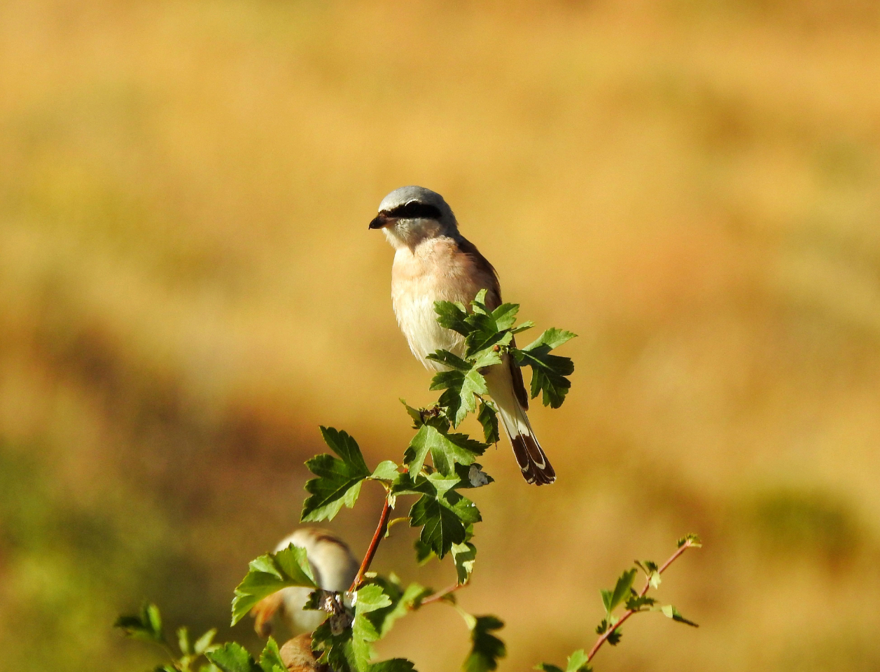 Red-Backed Shrike by Sarvenaz Saadat