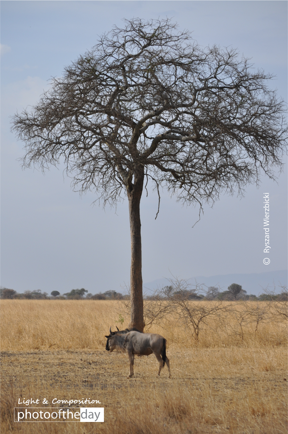 Serengeti Gnu by Ryszard Wierzbicki