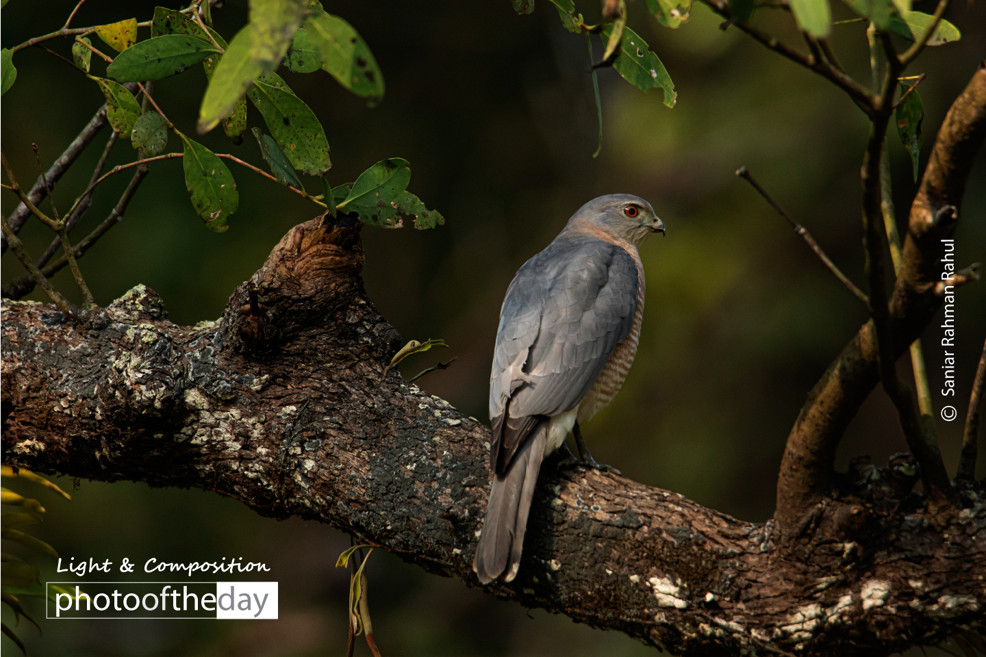 Shikra by Saniar Rahman Rahul