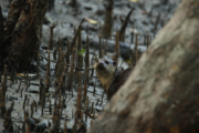 Short-Clawed Otter in the Sundarbans by Saniar Rahman Rahul