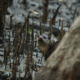 Short-Clawed Otter in the Sundarbans by Saniar Rahman Rahul