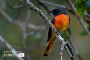 Small-Minivet-by-Saniar-Rahman-Rahul.jpg