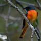 Small-Minivet-by-Saniar-Rahman-Rahul.jpg