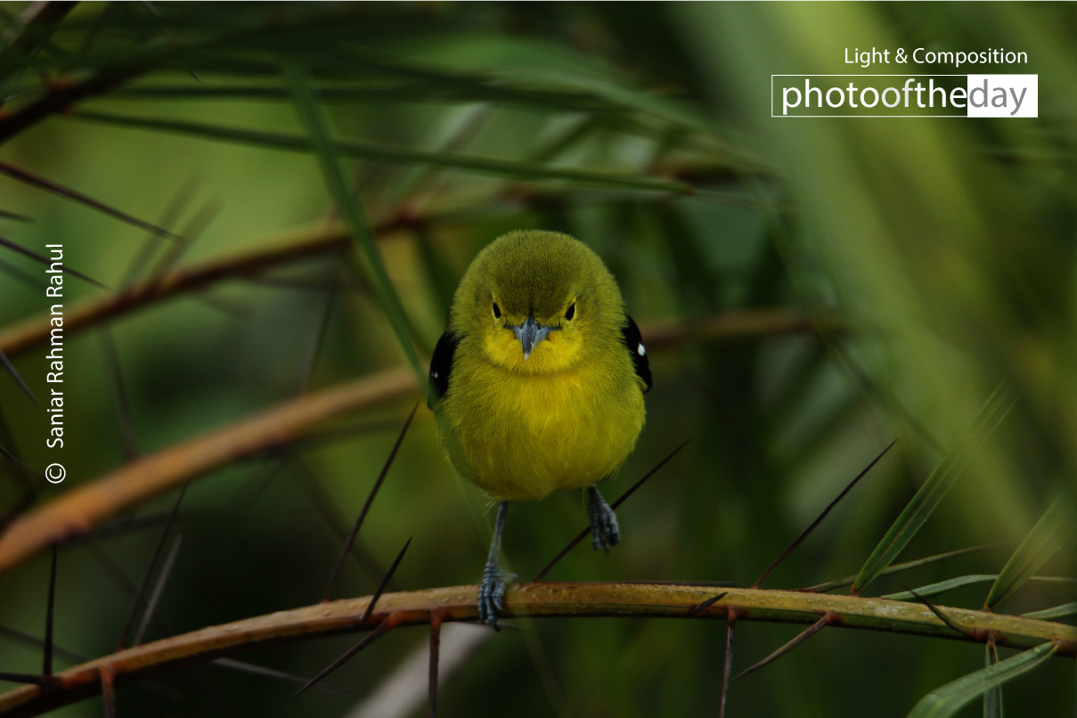 Snapshot of a Common Iora by Saniar Rahman Rahul