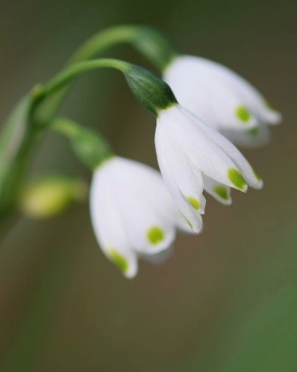 Snow-drops by Leanne Lindsay