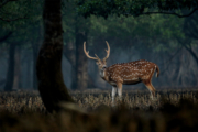 Spotted Deer in the Sundarbans by Saniar Rahman Rahul