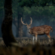 Spotted Deer in the Sundarbans by Saniar Rahman Rahul