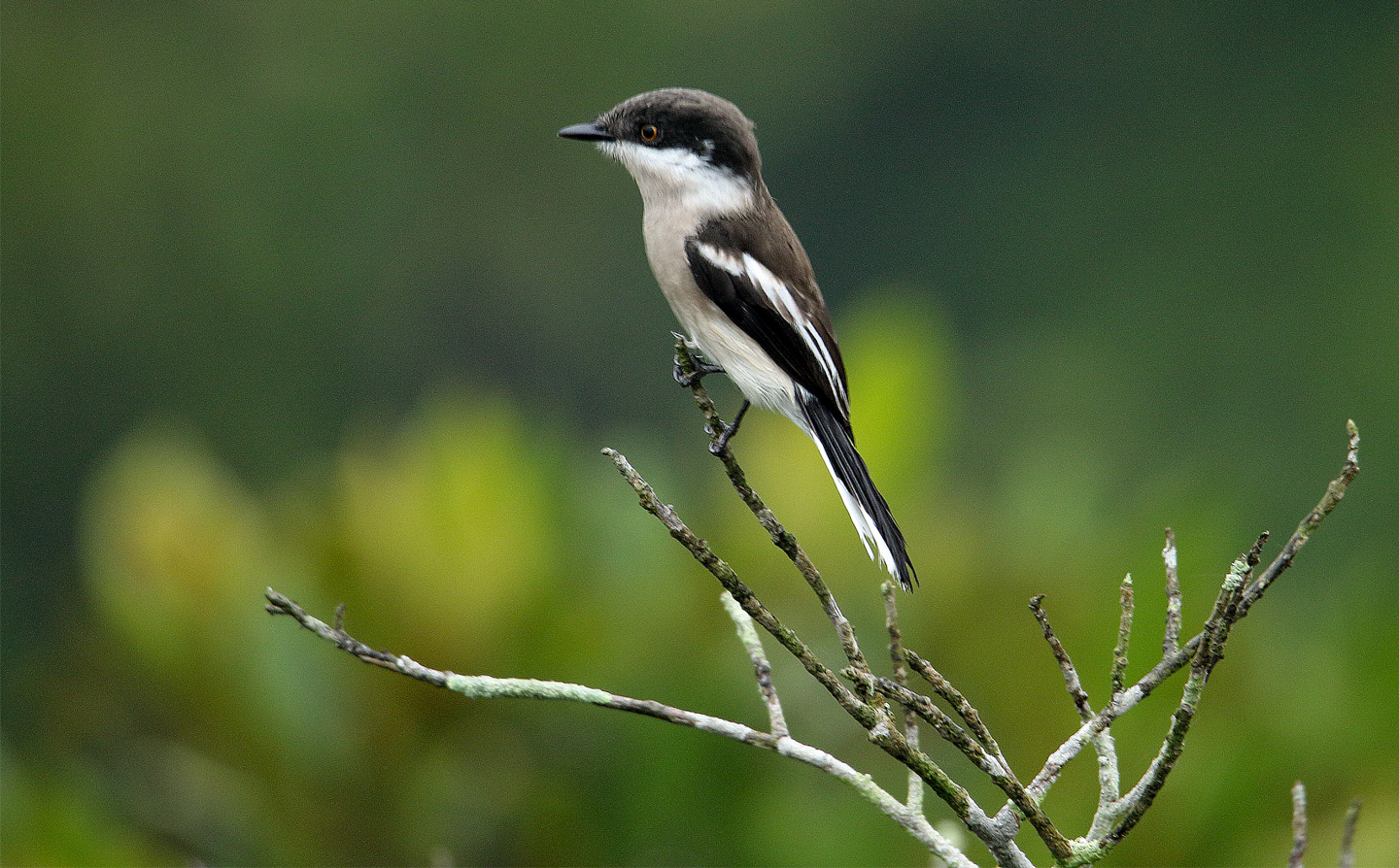 Stands with Regal Poise by Saniar Rahman Rahul